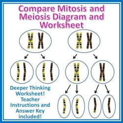 Meiosis mitosis chart comparison compare cell between contrast vs comparing diagram differences showing worksheet diffen answers