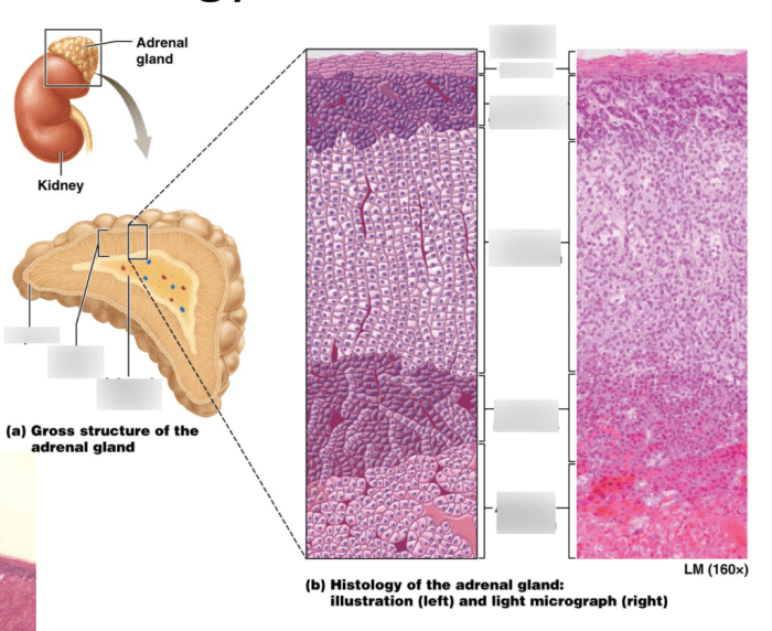 Adrenal medulla cortex glands histology gland glomerulosa endocrine microscope hyperplasia labelled zones system fisiologia microscopio surrene congenital fasciculata vein hormone