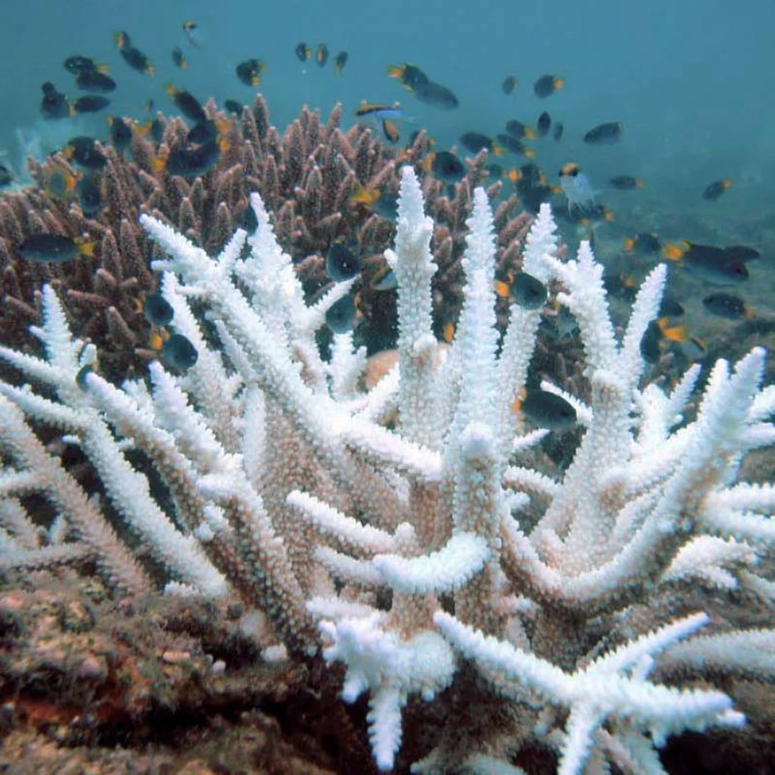 Interactive exploration of coral bleaching answer key