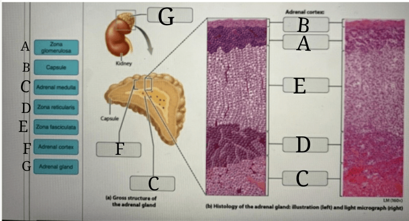 Art-labeling activity anatomy and histology of the adrenal gland