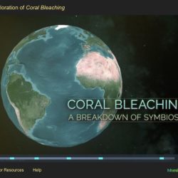 Interactive exploration of coral bleaching answer key