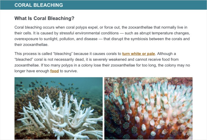 Interactive exploration of coral bleaching answer key