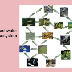 Staar reporting category 5 interdependence within environmental systems