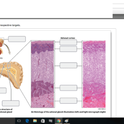 Adrenal glands gland endocrine system suprarenal cortex zona medulla fasciculata kidney reticularis quotes week