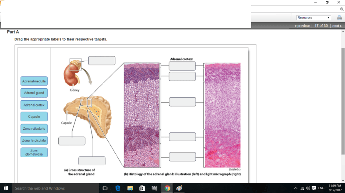 Adrenal glands gland endocrine system suprarenal cortex zona medulla fasciculata kidney reticularis quotes week