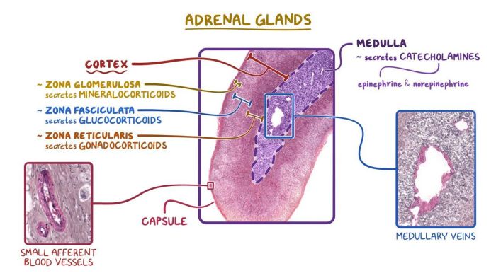 Art-labeling activity anatomy and histology of the adrenal gland